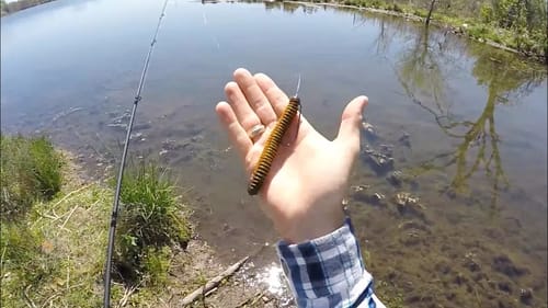 Bass Pond Spring Spawning Tactics