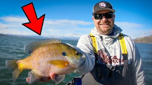 Winter Fishing for Bull Bluegill and Crappie