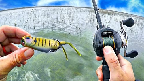 Fishing for DOUBLE DIGIT Bass w/ NEW Frog!! (GIANT BLOWUPS)