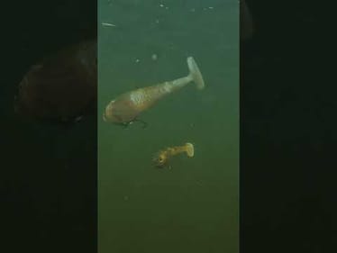 Berkley CullShad Underwater