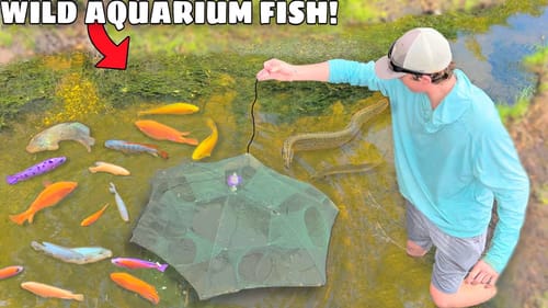 TRAPPING WILD AQUARIUM FISH For My POND!