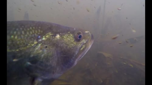 Angry Bass Eats Swimbait
