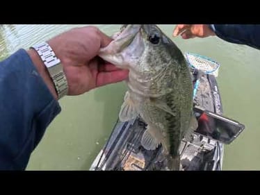 THE CHATTERBAIT STRIKES AGAIN! #shorts #fishing