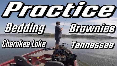 Searching for Bedding Brownies Practice Cherokee Lake