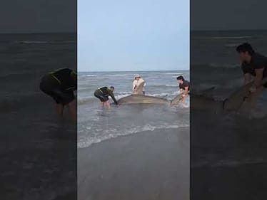 Joe Gonzales, longtime shark angler, just missed a record when he landed a 14' giant in the surf.
