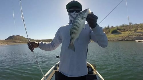 Fishing Big Striper Schools With Topwater and Swimbaits!