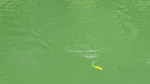 Swimbait Review: Illude/Lunker Fighter Diesel Lizard and Diesel XL