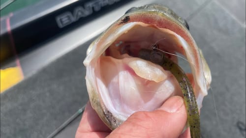 Randy’s Quick Tips…Shaky Head Hooksets