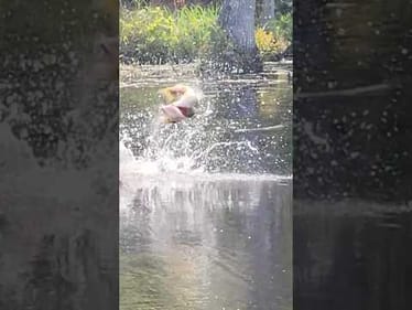 Epic Frog Blowup While Filming Today!!! #shorts