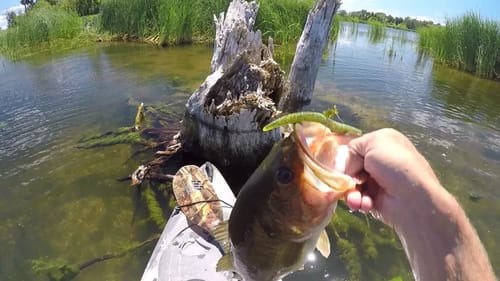 Wacky Rigging Mid Summer Bass