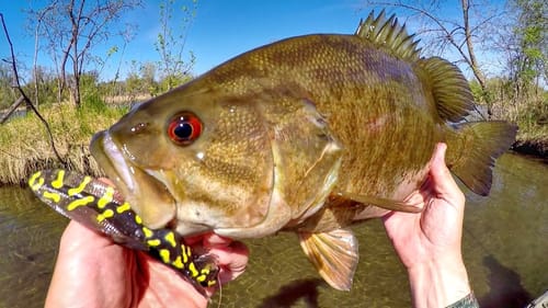Salamander Lure vs BIG Smallmouth On Beds