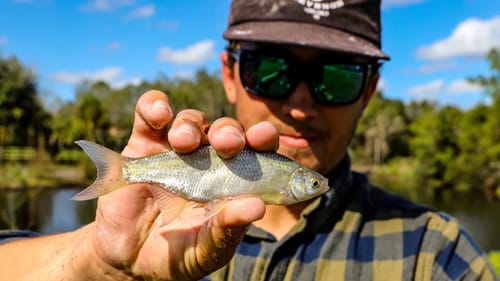 These Little Baitfish Get Absolutely DESTROYED