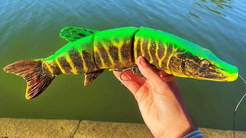 What GIANT FISH eats a 14 INCH SWIMBAIT?!