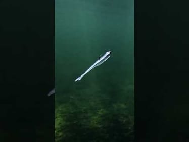 Cold water KILLER 🥶❄️ Featured: @StrikeKingLure  Spotlight Minnow