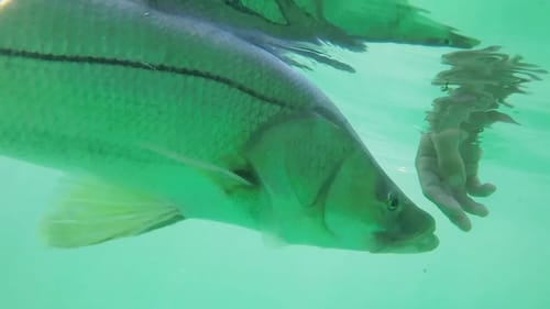 Huge Fish Sitting Under the Boat
