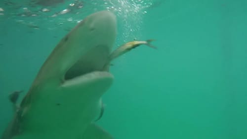 Bahamas 2016