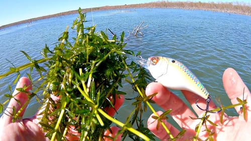 Ripping Cranks through THICK Grass for GIANT Bass!!! (Every Cast!)