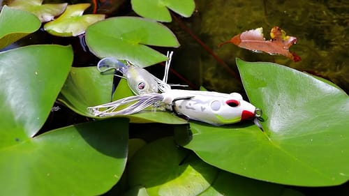 Topwater Frog Fishing Hacks!