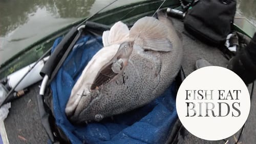 Bird Eating Fish, the Australian Murray Cod - Big Cod Dreams Episode 8