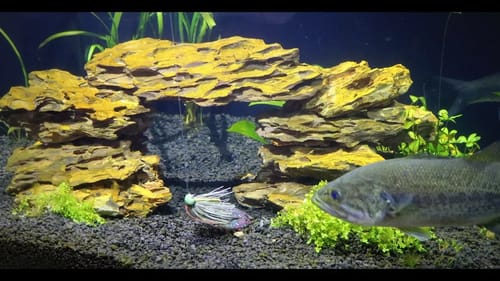 Pet Bass ATTACK Fishing Lures!!