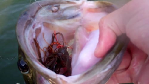 Jig Fishing Basics -  A Schooling Bass, Deep Water, Big Fish Technique