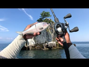 This CRYSTAL Clear Desert Lake Is LOADED With AGGRESSIVE FISH!