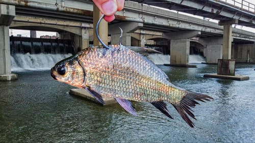 The LOST SPILLWAY of GIANTS!!! (New PB x2)