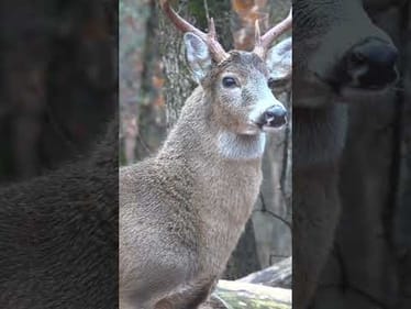 Rattling in Bucks! Should I Post the Full Video?