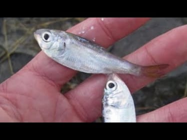 My Secret Methods To Catching Bass During/After Winter Shad Kills