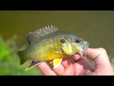 Finding TONS of Micro Fish In Urban Creek!