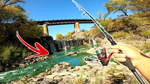 How are These Fish THRIVING in an URBAN Creek?? (Surprising)