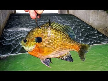 Big Fish SHOULD NOT be Living Here... BUT THEY ARE!!! (New PB!)