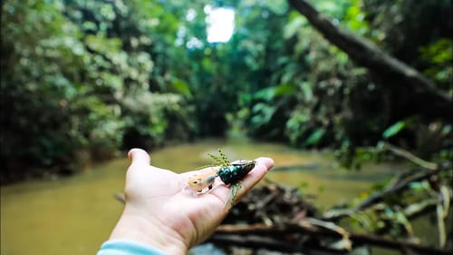Clear Water Jungle Micro fishing