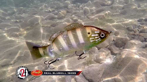 Lucky Craft Real Bluegill 150SS Underwater Video