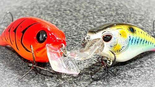 Where Do Bass Go In Spring? ( And How To Catch Them )