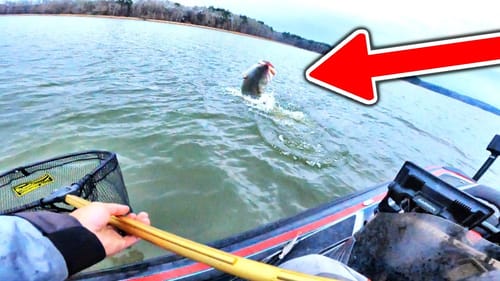 99% of Fisherman will NEVER Catch a Bass THIS Big!!