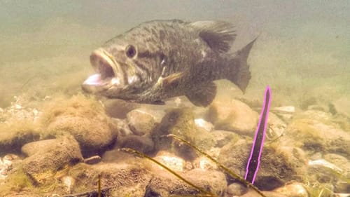 Bed Fishing Big Smallies With Underwater Camera!