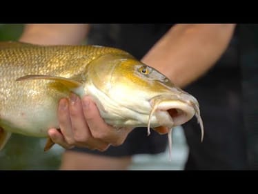 Strangest Fish I've Ever Caught -- Ch. 4