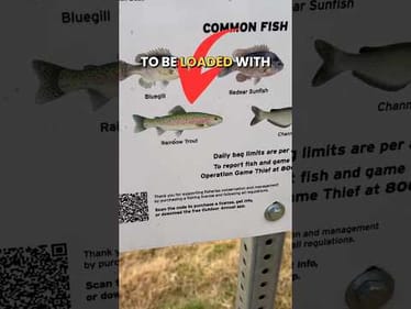 Is This Pond Really Loaded With Rainbow Trout? #fishing #fishingvideos #trout