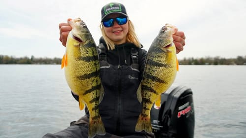 Lake Simcoe Springtime JUMBO Perch!! (LB Swimbait)