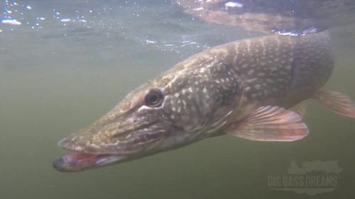 Big Baits Big Pike #BigPikeDreams Part 5 Lake Orellana