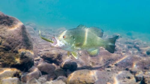 How To Catch Bass With Plastic Worms **Incredible Underwater Footage**