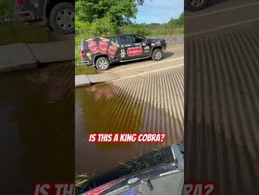 King Cobra!
