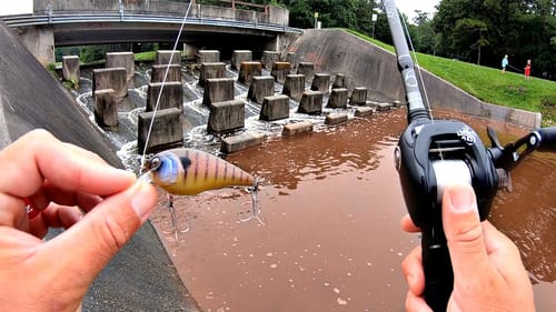FLASH FLOOD Draws BIG Fish to Urban Spillway!!!