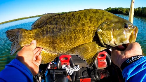 Summer Topwater! Big Fish Can't Resist In Shallow Water!
