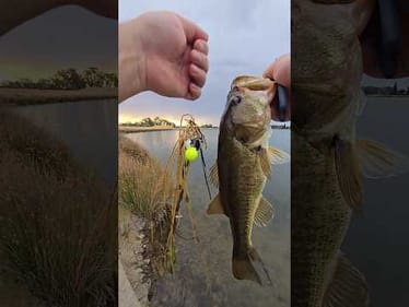 The no look bass catch! #nolook #backwards
