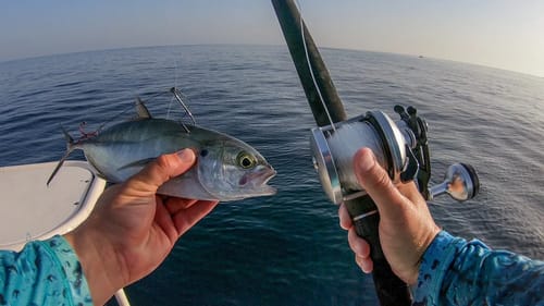 Live Baiting Offshore