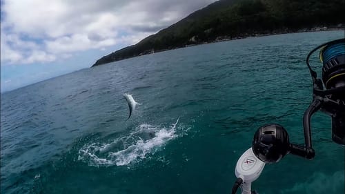 MONSTER Barracuda Attacks Fish of a Lifetime