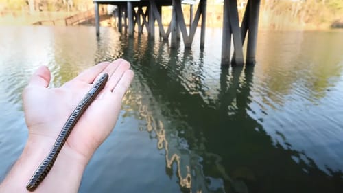 Fishing BIG Worms for GIANT Bass