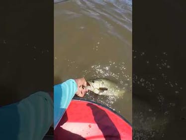 Summer Topwater Fishing